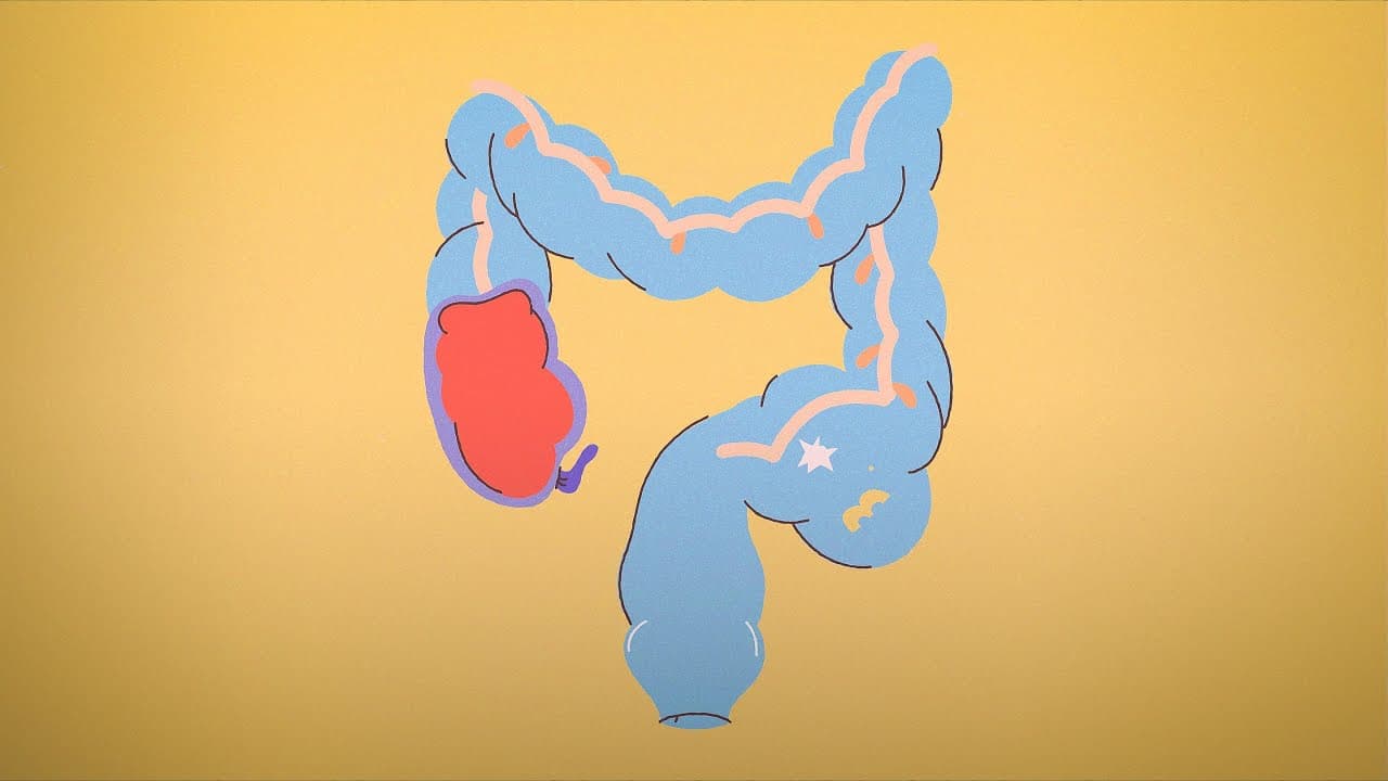 Why You Shouldn’t Worry About Pooping Once a Day | Body Stuff with Dr. Jen Gunter | TED