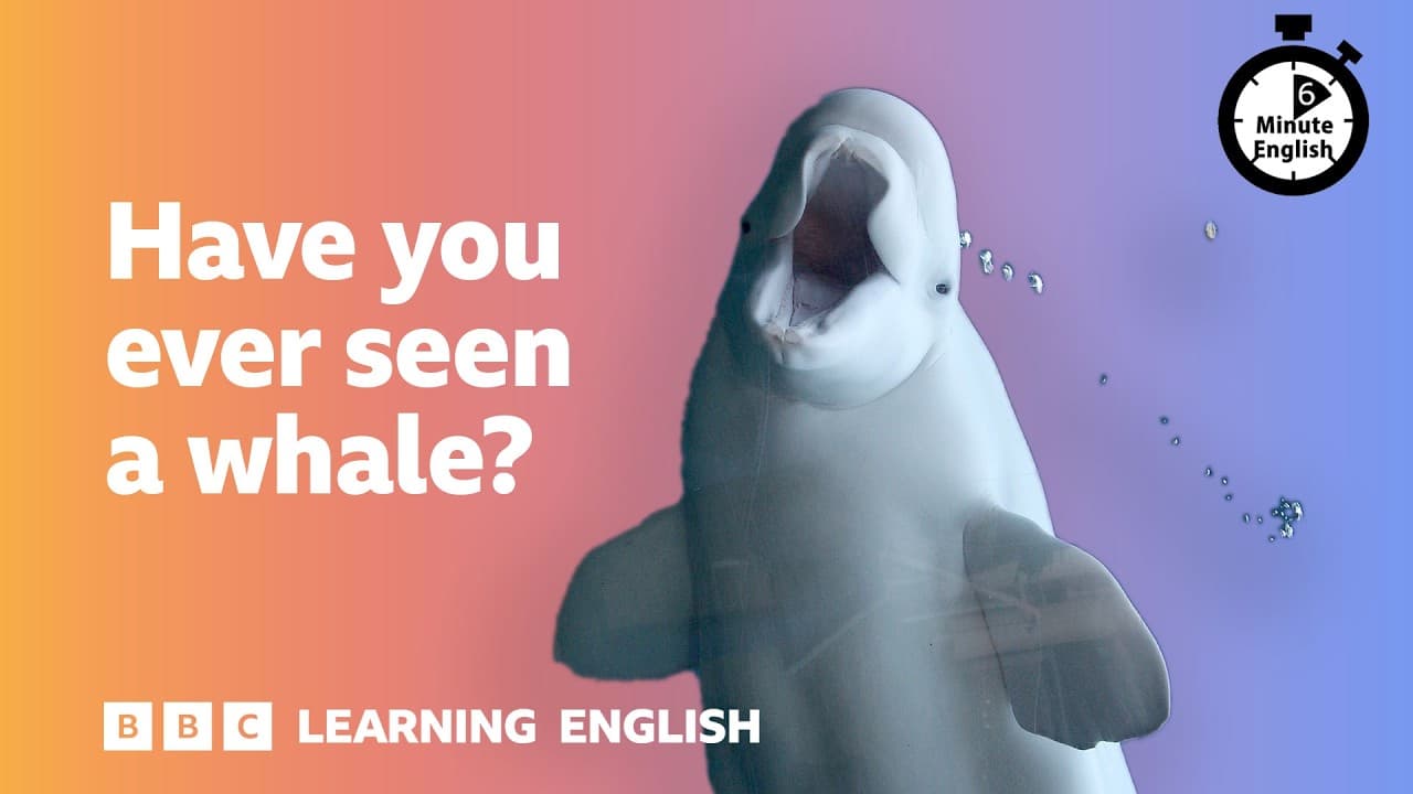 Have you ever seen a whale? ⏲️ 6 Minute English